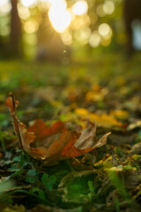 Herbstlaub bei Sonnenuntergang