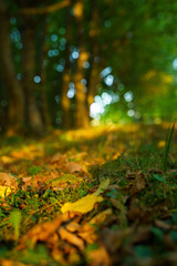 Herbstlaub bei Sonnenuntergang