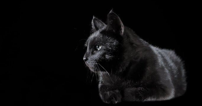 Black cat with eyes changing their color on dark background. Halloween celebration