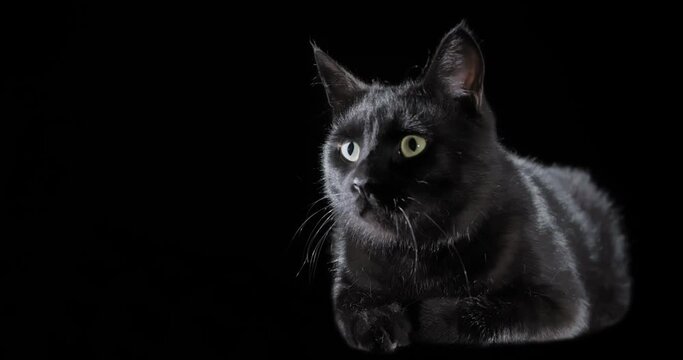 Loop video with cute black cat on dark background