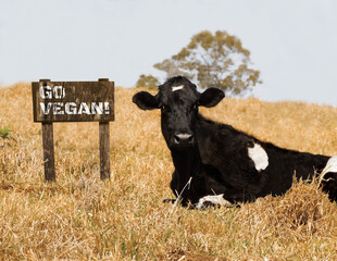 Beautiful vegan image of a black and white spotted cow sitting next to a wodden sign displaying a...