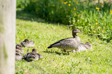 Duck with their ducklings in the grass
