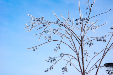 in winter, against the background of a blue sky, a bush with tassels of black berries is covered with frost from a severe frost