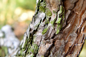 cracked rough green tree bark background