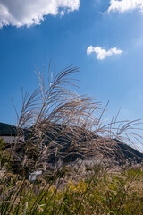 Fototapeta premium ススキ 美しい日本の風景