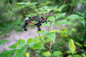 Pilze und Beeren im Wald