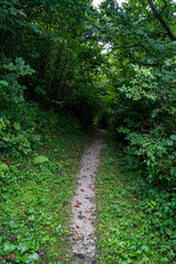 Pilze und Beeren im Wald