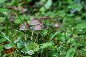 Pilze und Beeren im Wald