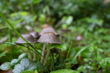 Pilze und Beeren im Wald