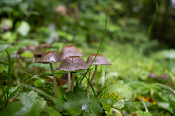 Pilze und Beeren im Wald