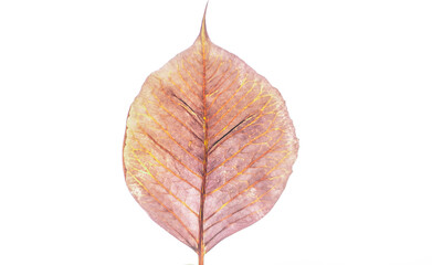 Minimal Picture of an autumn leaf isolated on white