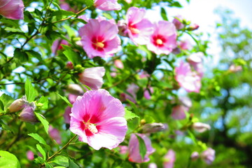 夏の昼間の公園に咲くハイビスカスの花々の風景6
