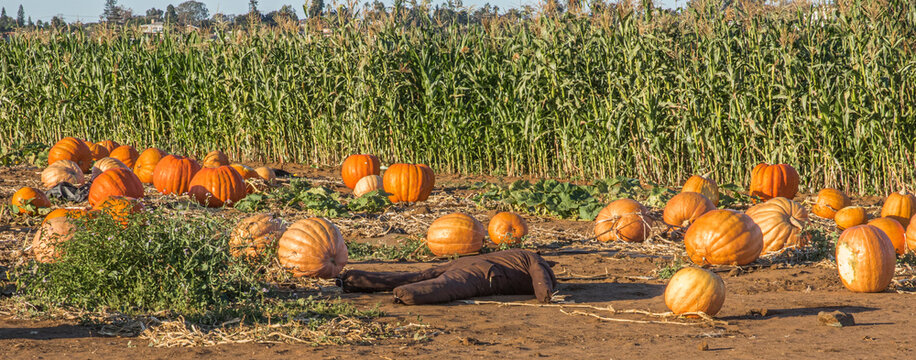 Pumpkin Patch in October