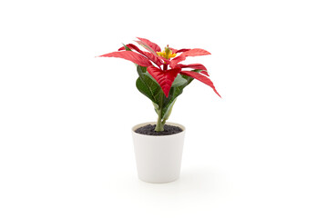 Poinsettia flower in Merry Christmas day for celebration isolated on white background, xmas holiday with plant or floral is symbol, nobody, no people, elements of flora and bloom for ornament.