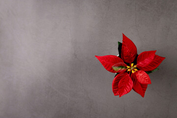 Poinsettia flower in Merry Christmas day for celebration on cement textured background, xmas holiday with plant or floral is symbol, nobody, no people, elements of flora and bloom, top view.