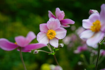 Fototapeta na wymiar Pale pink Japanese anemone flower in bloom (Anemone hupehensis)