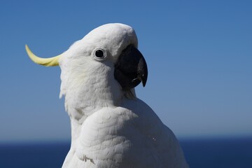 Close Up Head Shot of a Sulphur-Crested Cockatoo against Blue Sky