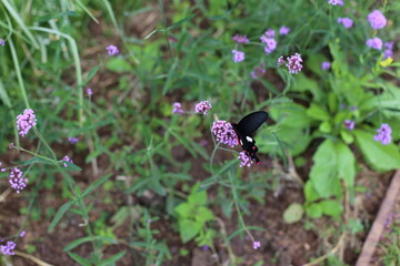 The Field of Verbena Flower and black butterfly