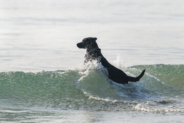 A black dog jumping over ocean waves with water splashing around the dog