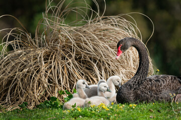 Black swan mother with her baby cygnets resting on grass