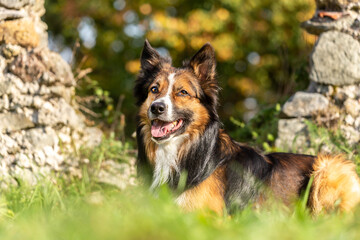 portrait of a tricolor Border Collie dog at a autumn landscape