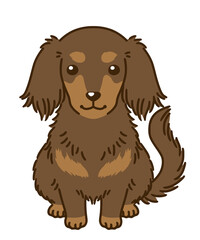 ダックスフンド（チョコタン）