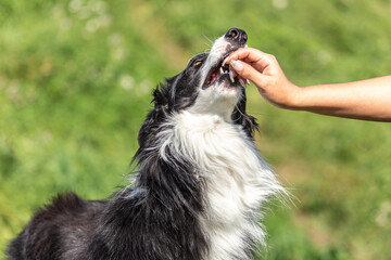 A border collie dog bites a human hand