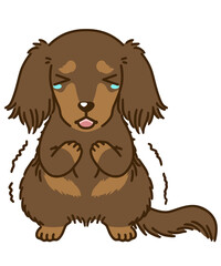 おびえるダックスフンド（チョコタン）