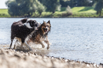 Two border collies running and playing at the beach bank of a river