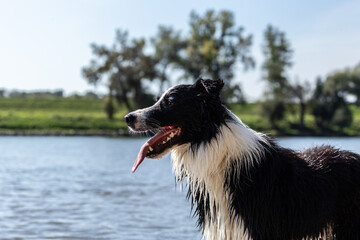 Portrait of a cute black and white border collie dog