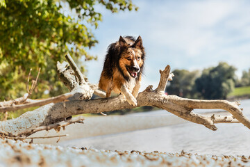 Portrait of a tricolored border collie dog jumping over driftwood