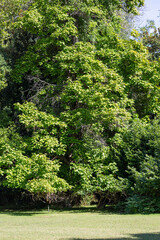 Tree in a park in sunny day