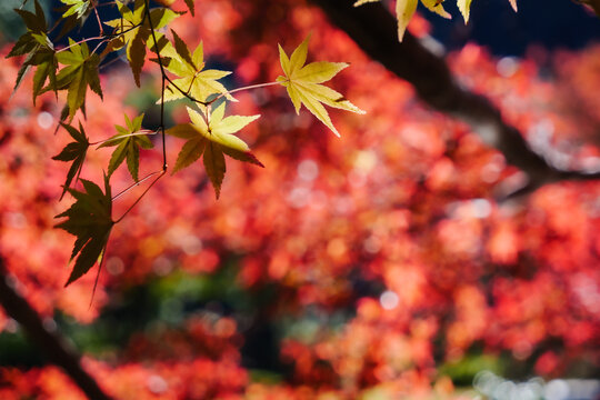 284 Best 丸ぼけ Images Stock Photos Vectors Adobe Stock