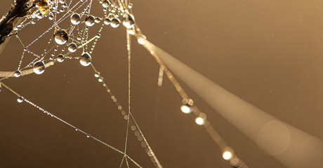 Close-up of dew drops on a spider web in the rays of the sun.