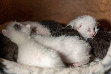 Cute Newborn Baby Kittens Sleeping Together Cuddled Up