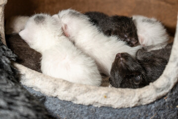 Funny Sleeping Litter of Cute Newborn Kittens