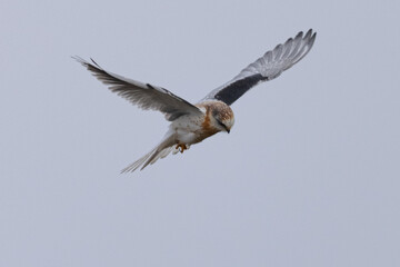 Close view of a juvenile white-tailed kite    flying, seen in the wild in North California 
