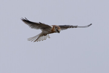 Close view of a juvenile white-tailed kite    flying, seen in the wild in North California 