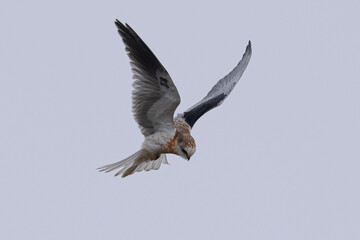 Close view of a juvenile white-tailed kite    flying, seen in the wild in North California 