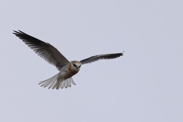 Close view of a juvenile white-tailed kite    flying, seen in the wild in North California 
