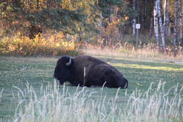 Resting Bison, Elk Island National Park, Alberta