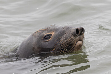 Obraz premium Close up of a Northern elephant seal, seen in the wild in North California