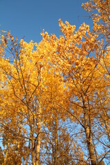 Autumn Above us, Elk Island National Park, Alberta