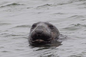 Fototapeta premium Close up of a Northern elephant seal, seen in the wild in North California
