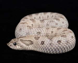 Axanthic Anaconda Western Hognose on black background