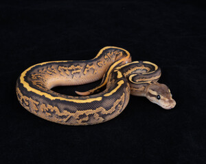 Black Pastel Orange Dream Fire Yellow Belly morph Ball Python on Black background