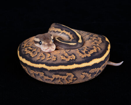 Black Pastel Orange Dream Fire Yellow Belly morph Ball Python on Black background