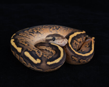 Black Pastel Orange Dream Fire Yellow Belly morph Ball Python on Black background