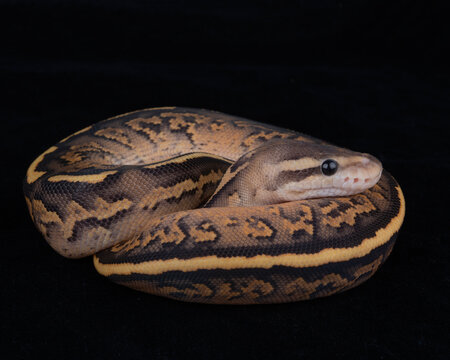 Black Pastel Orange Dream Fire Yellow Belly morph Ball Python on Black background