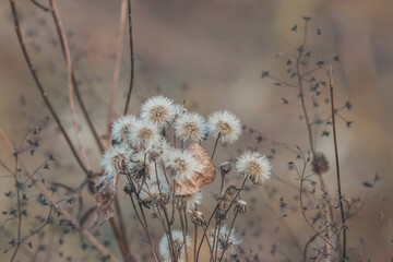 Autumn plot - dry inflorescence of Jacobaea vulgaris on a blurred dark background with dry thin twigs of wilted plants